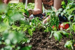 An elderly woman is planting tomato seedlings in her vegetable garden in the village photo