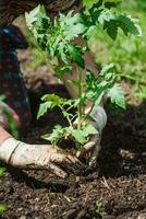 plantando tomate plántulas con el manos de un Cuidado granjero en su jardín foto