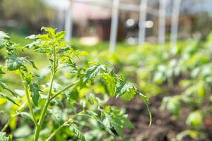 Young tomato seedlings planted in a garden bed inside a greenhouse in a village in spring photo