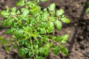 Young tomato seedlings grow in the garden in spring photo