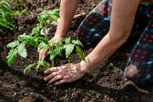 old woman planting petunia flowers in the spring garden photo