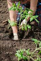 un mayor mujer es plantando tomate plántulas en su vegetal jardín en el pueblo foto