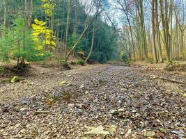 Walking in the woods along a stream photo