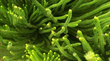 Green Pine Tree Close Up photo