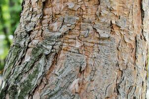 Tree trunk close view photo