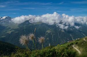 saint martin,alpage de l'a vieille,valais,swiss photo