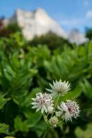 astrantia mayor ,isere,francia foto