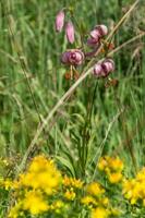 lilium martagon, loire,france photo