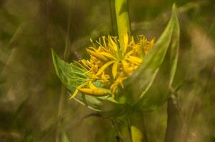 gentiana lutea,jasserie of colleine,loire,france photo