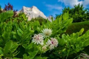 astrantia mayor ,isere,francia foto