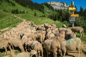 pass of ayes,sain pierre de chartreuse,isere,france photo