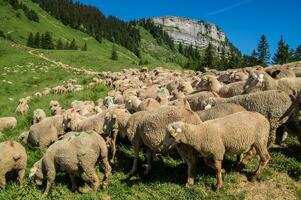 pass of ayes,sain pierre de chartreuse,isere,france photo