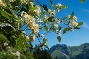 pass of pravouta,saint pierre de chartreuse,isere,france photo