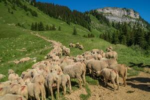 pass of ayes,sain pierre de chartreuse,isere,france photo