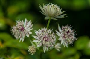 Astrantia major in chartreuse photo