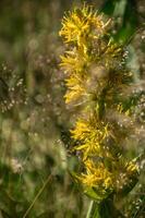 gentiana lutea,jasserie of colleine,loire,france photo