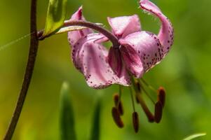 lilium martagon, loire,france photo