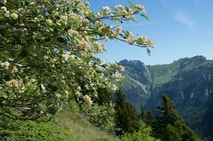 pass of pravouta,saint pierre de chartreuse,isere,france photo