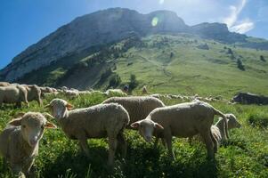 pass of ayes,sain pierre de chartreuse,isere,france photo