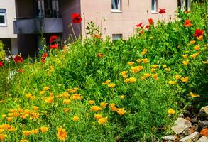 flowers,saint etienne, loire,france photo