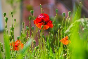 flowers,saint etienne, loire,france photo