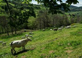 saint bonnet le coutreau,forez,loire,france photo