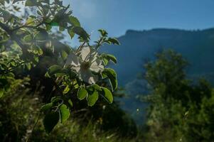 grandioso viopis, Drome, Francia foto