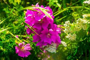 flowers,saint etienne, loire,france photo