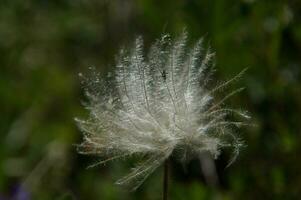 flower in ceillac photo