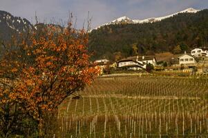 yvorne, en Vaud, Suiza foto