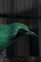 Cucak Ijo or Chloropsis sonnerati perched on Close-Up photo