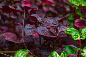 verde y púrpura iresina herbstii es un especies de floración planta en el amaranto familia, amarantáceas. foto