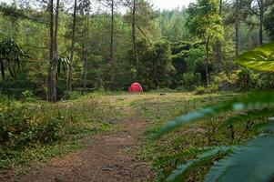 Camp Site in the forest, campground at Bedengan, East Java, Indonesia photo