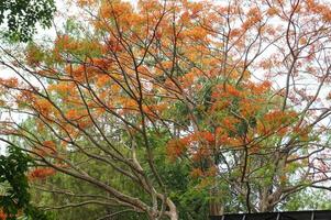 Background of orange flowers of Caesalpinia pulcherrim tree, Java, Indonesia photo