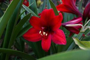 hermosa antecedentes con rojo amarilis, cerca arriba amarilis belladona foto