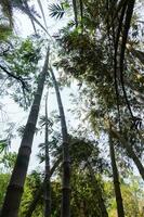 marrón bambú árbol a cobán lanang, Indonesia foto