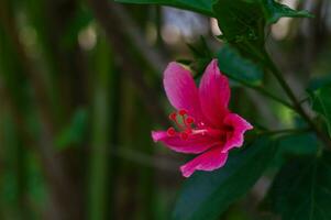 Hibiscus fragilis Flower Detail Macro photo