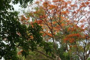 Background of orange flowers of Caesalpinia pulcherrim tree, Java, Indonesia photo