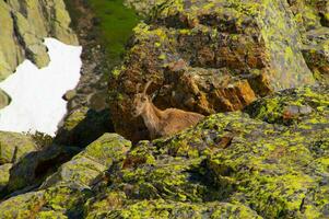 ibex,cheserys, in argentiere,chamonix,haute savoie,france photo