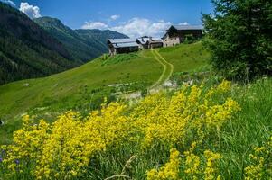 bois noir ceillac queyras en hautes alpes en Francia foto