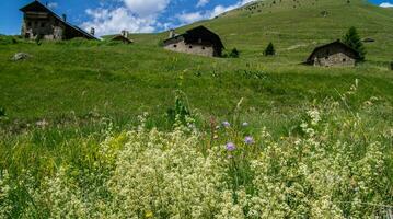 bois noir ceillac queyras in hautes alpes in france photo