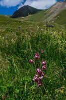 lis martagon,bois noir ceillac queyras en hautes alpes en Francia foto