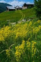 bois noir ceillac queyras en hautes alpes en Francia foto