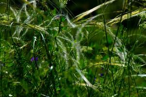 stipa pennata, val aoste,italy photo