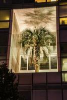 palma árbol en un edificio, Marsella en boca du Ródano foto