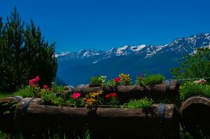 morder en val aoste ,Italia foto