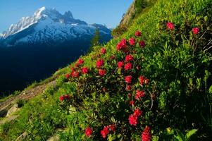 argentiere ,chamonix,haute savoie,france photo