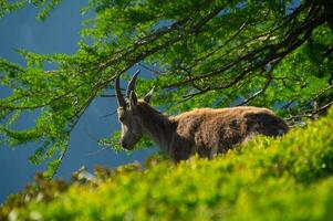 cabra montés,cheserys, en argentiere, chamonix, alta Saboya, Francia foto