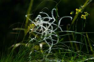 stipa pennata, in  val aoste,italy photo