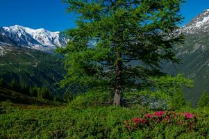 pecleret,arge,tiere, chamonix,alta Saboya, Francia foto